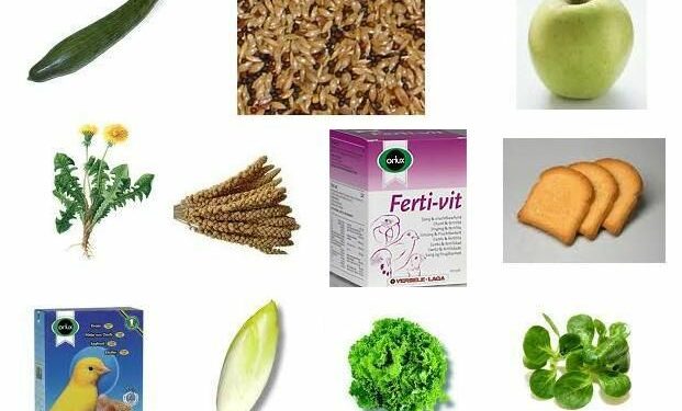 Quelle salade pour canari ?