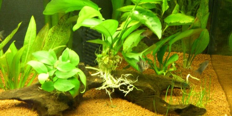 Quelle super glue pour aquarium ?