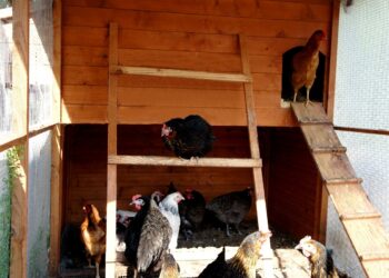 Quelle surface de terrain pour 2 poules ?
