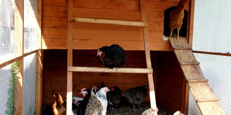 Quelle surface de terrain pour 2 poules ?