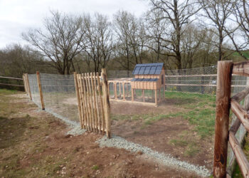 Quelle surface de terrain pour 2 poules ?