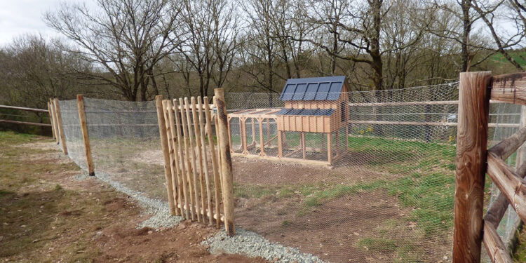 Quelle surface de terrain pour 2 poules ?