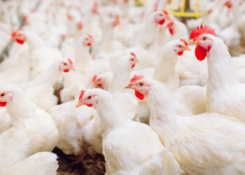 Quelle surface de terrain pour 2 poules ?