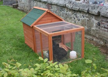 Quelle surface de terrain pour 2 poules ?