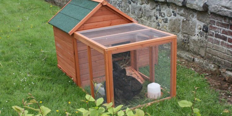 Quelle surface de terrain pour 2 poules ?
