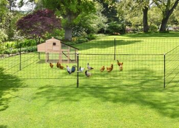 Quelle surface de terrain pour 2 poules ?