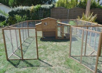 Quelle surface de terrain pour 3 poules ?