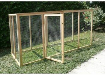 Quelle surface de terrain pour une poule ?