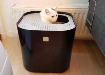 Quelle surface minimale pour un chat ?