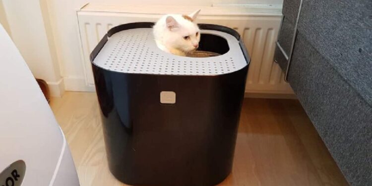 Quelle surface minimale pour un chat ?