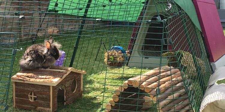 Quelle surface pour 2 lapins ?