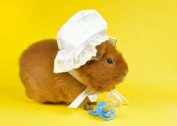 Quelle surface pour élever un cochon ?