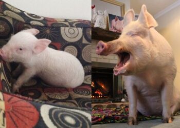 Quelle surface pour élever un cochon ?