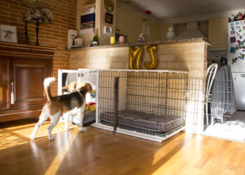 Quelle surface pour un chien ?