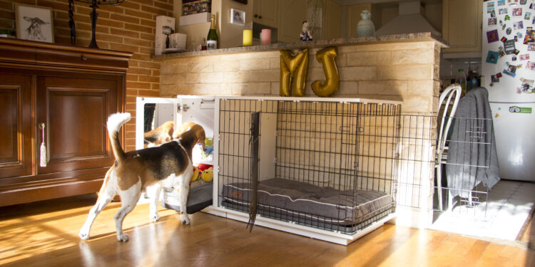 Quelle surface pour un chien ?