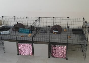 Quelle surface pour un cochon d'Inde ?