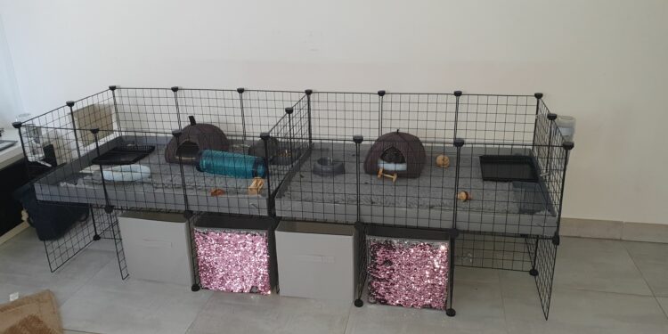 Quelle surface pour un cochon d'Inde ?