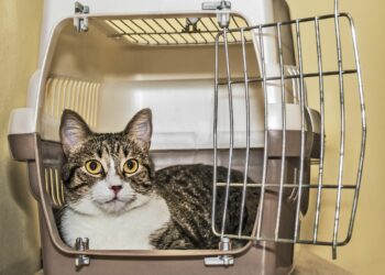 Quelle taille Caisse chat ?