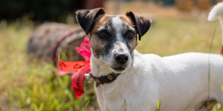 Quelle taille aura mon chien ?