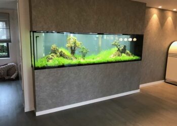Quelle taille d'aquarium pour 2 poissons ?