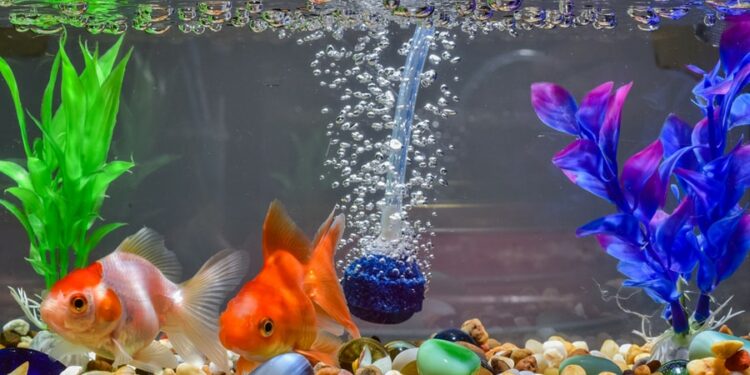 Quelle taille d'aquarium pour 2 poissons ?