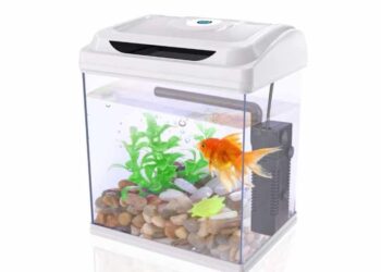 Quelle taille d'aquarium pour 2 poissons ?