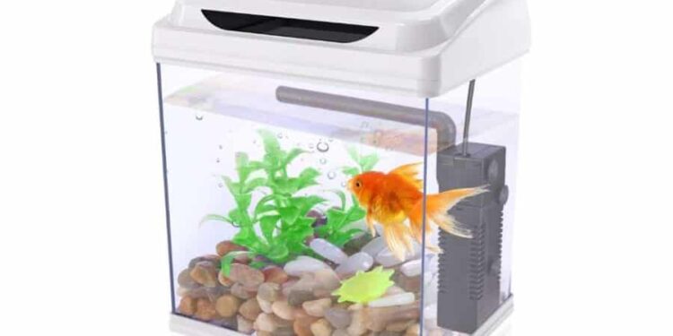 Quelle taille d'aquarium pour 2 poissons ?