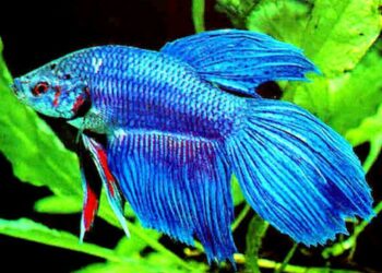 Quelle taille d'aquarium pour un poisson combattant ?