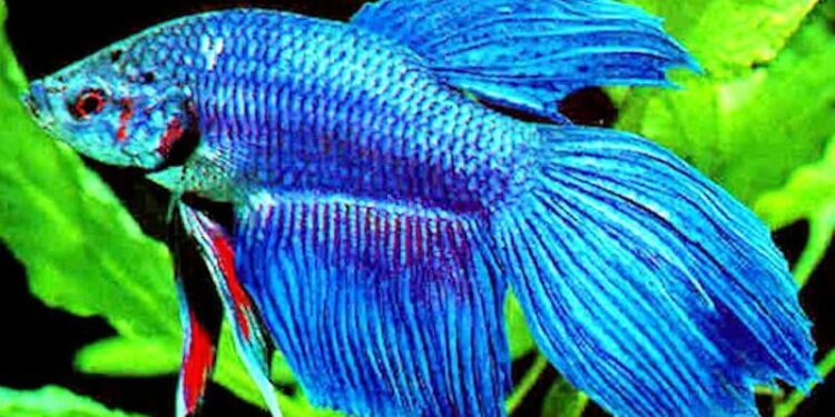 Quelle taille d'aquarium pour un poisson combattant ?