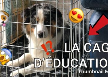 Quelle taille de cage de transport pour un berger australien ?