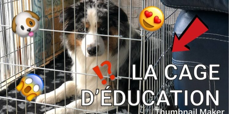 Quelle taille de cage de transport pour un berger australien ?