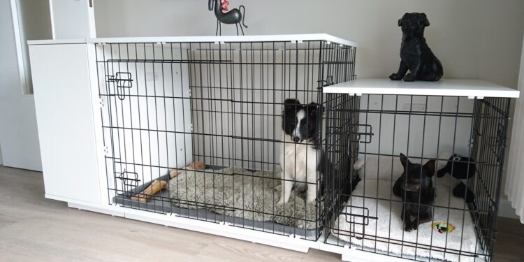 Quelle taille de cage pour berger malinois ?