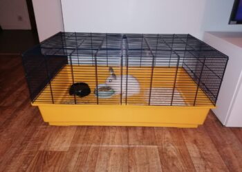 Quelle taille de cage pour deux lapins nains ?