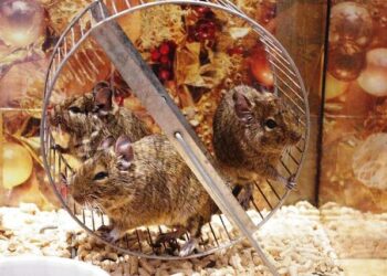 Quelle taille de cage pour octodon ?