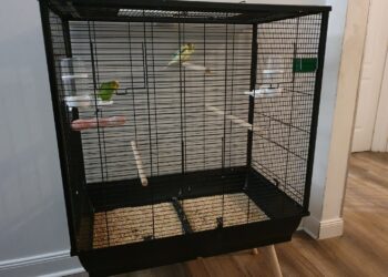 Quelle taille de cage pour perruche ondulée ?