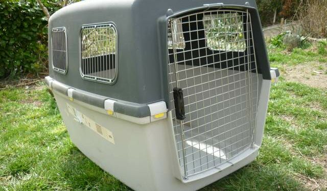 Quelle taille de cage pour un berger américain ?