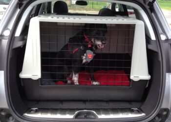 Quelle taille de cage pour un chien de 25 kg ?