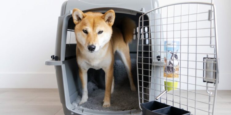 Quelle taille de cage pour un chien de 25 kg ?