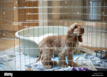 Quelle taille de cage pour un chien de 25 kg ?