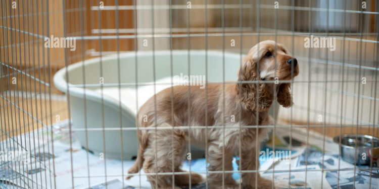 Quelle taille de cage pour un chien de 25 kg ?