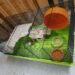 Quelle taille de cage pour un hamster ?