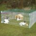 Quelle taille de cage pour un lapin nain ?