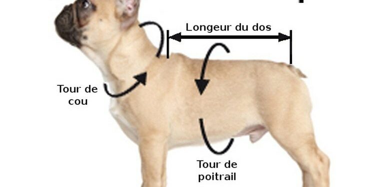 Quelle taille de harnais pour un labrador ?