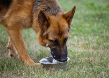 Quelle taille de lit pour mon chien ?
