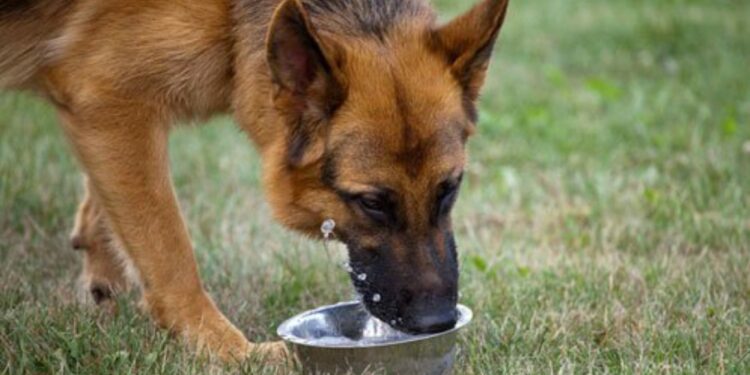 Quelle taille de lit pour mon chien ?