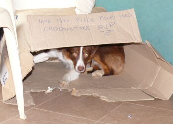 Quelle taille de niche pour un berger australien ?