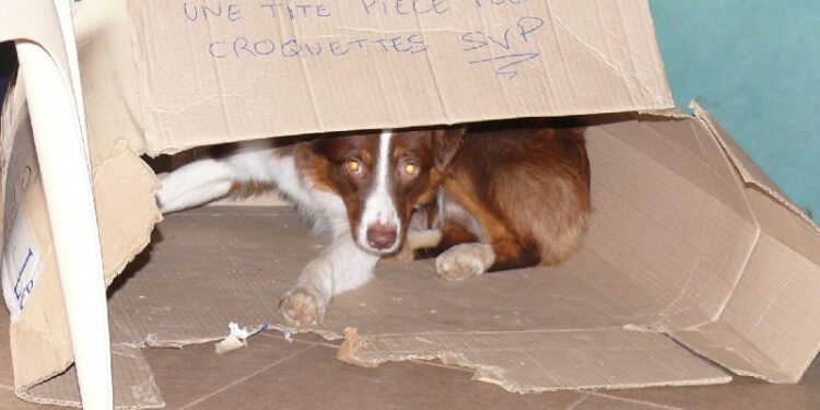 Quelle taille de niche pour un berger australien ?