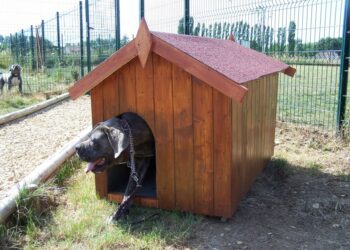 Quelle taille de niche pour un labrador ?