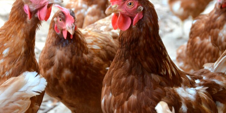 Quelle taille de poulailler pour 2 poules ?