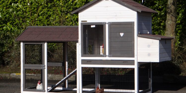 Quelle taille de poulailler pour 20 poules ?